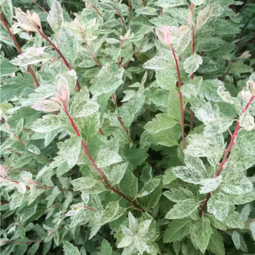 Spiraea Japonica 'Pink Ice' (Pink Ice Spiraea)