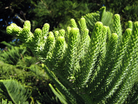 Araucaria Heterophylla (Norfolk Island Pine)