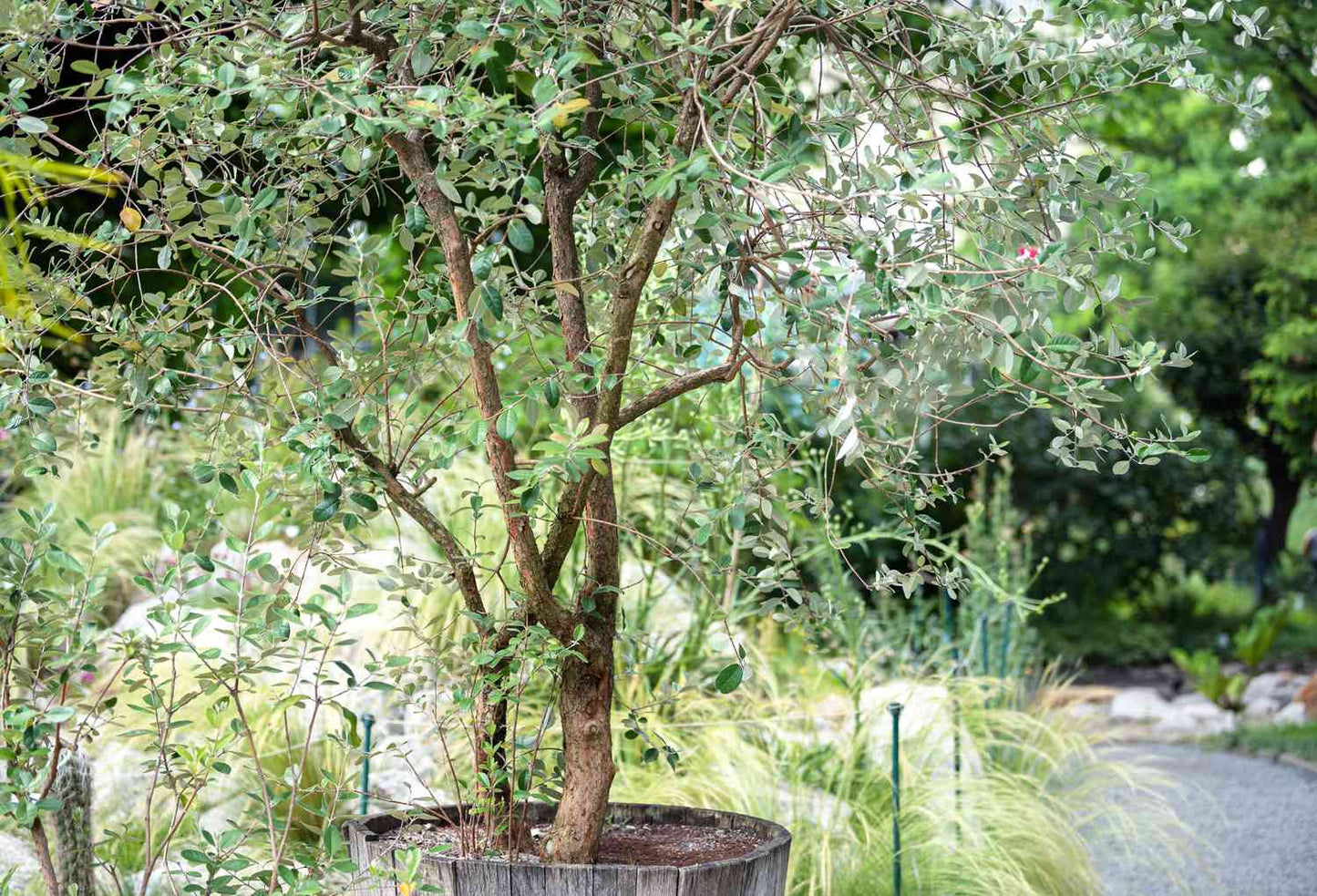 Feijoa Sellowiana (Pineapple Guava)