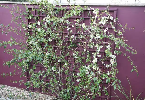 Chaenomeles (White Flowering Quince)