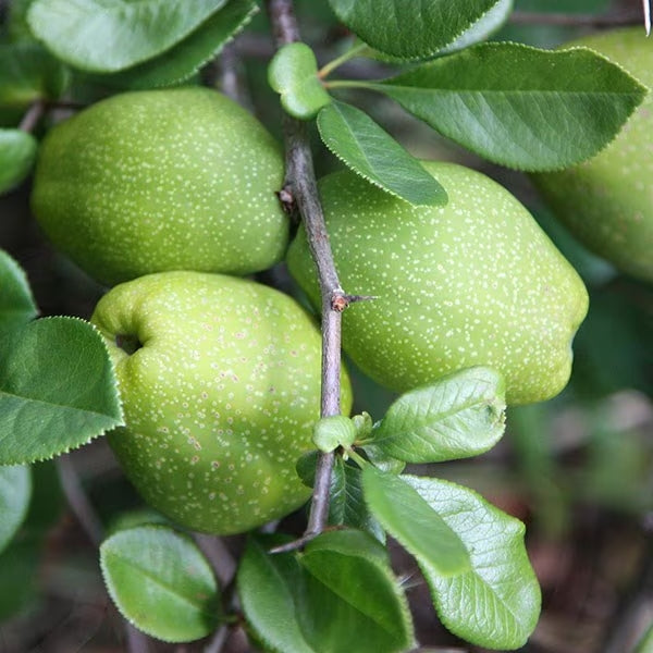 Chaenomeles (White Flowering Quince)