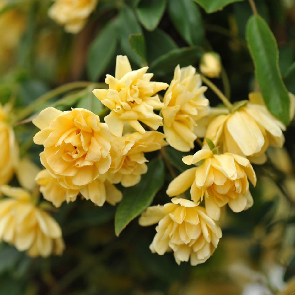 Banksia Lutea (Yellow Banksia)