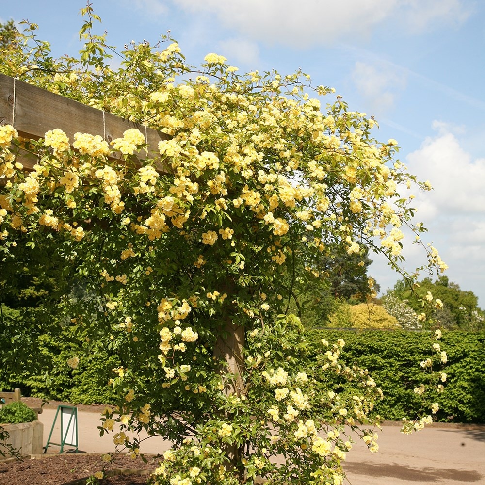 Banksia Lutea (Yellow Banksia)