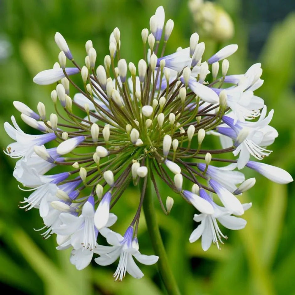 Agapanthus orientalis (Queen Mum™)