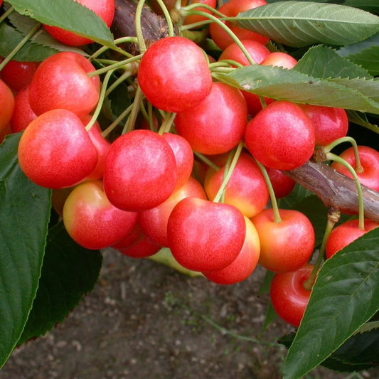 Prunus Avium (Cherry Starkrimson)