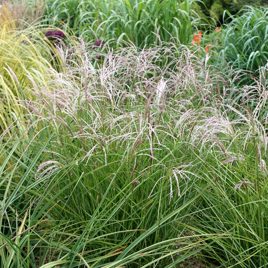 Miscanthus Sinensis 'Kleine Fontaine' (Maiden Grass Kleine Fontaine)