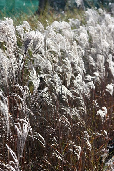 Miscanthus Sinensis 'Kleine Fontaine' (Maiden Grass Kleine Fontaine)