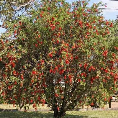 Callistemon Kings Park Special (Kings Park Bottlebrush)