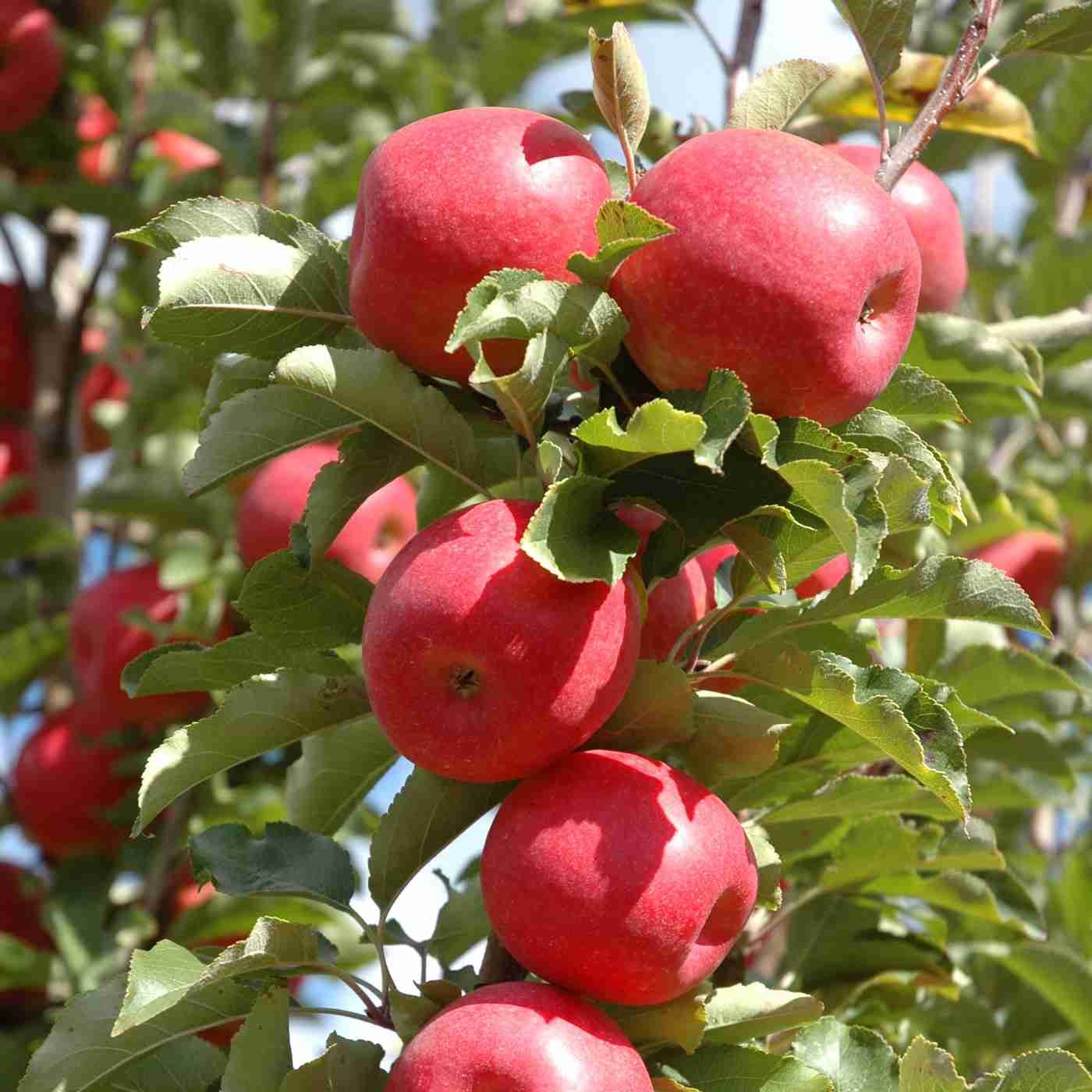 Malus Domestica (Apple Pinkabelle)