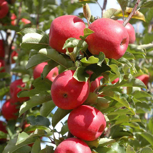 Malus Domestica (Apple Pinkabelle)