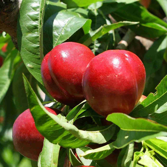 Prunus Persica (Nectarine Goldmine)