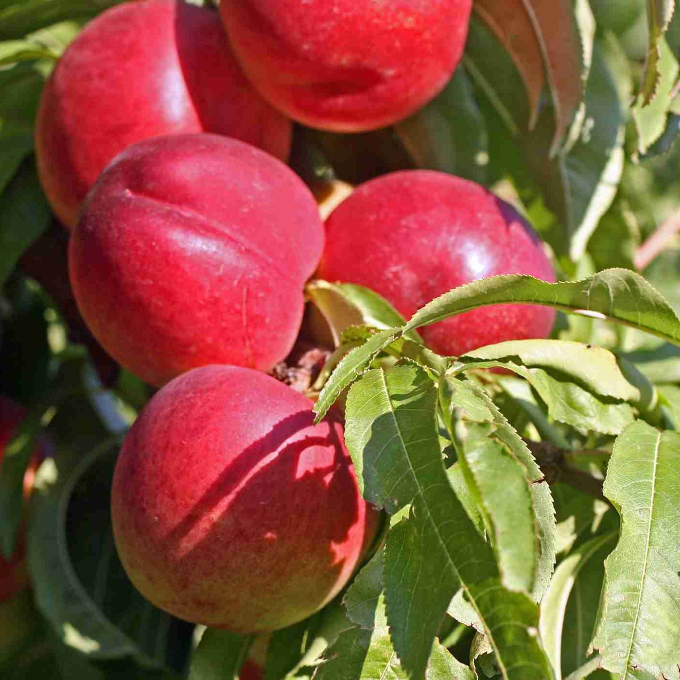 Prunus Persica (Nectarine Royal Gem)