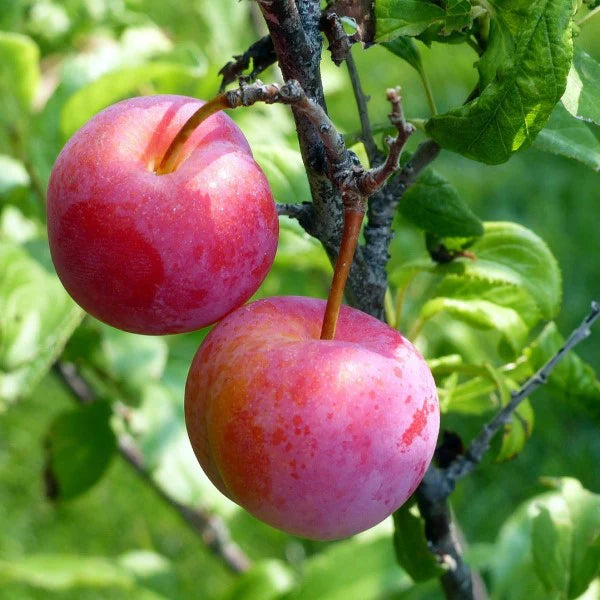 Prunus Salicina 'Satsuma' (Plum Satsuma)