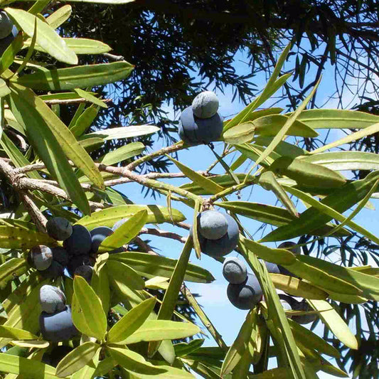 Podocarpus elatus (Plum Pine)