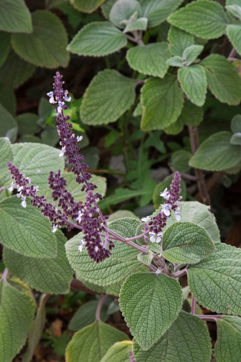 Plectranthus argentea (Silver Spurflower)