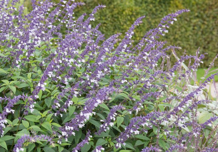 Plectranthus argentea (Silver Spurflower)