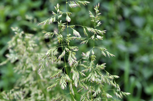 Poa Labillardierei (Common Tussock Grass)