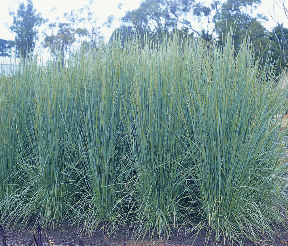 Poa Suggan Buggan (Snowgrass)