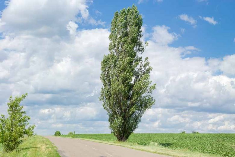 Populus Nigra 'Italica' (Lombardy Poplar)