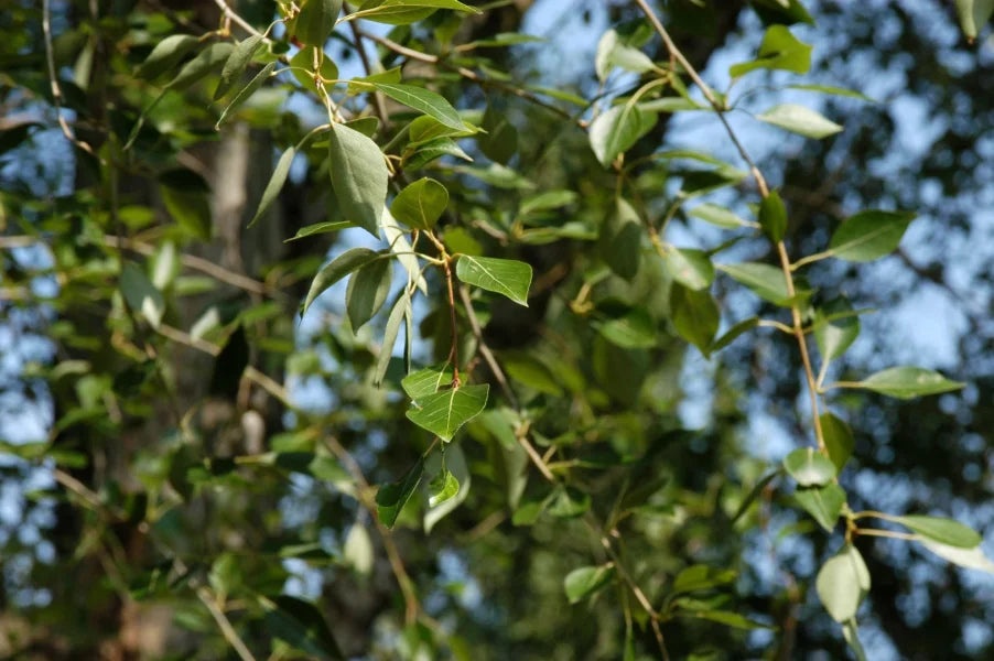 Populus Simonii (Simon's Poplar)