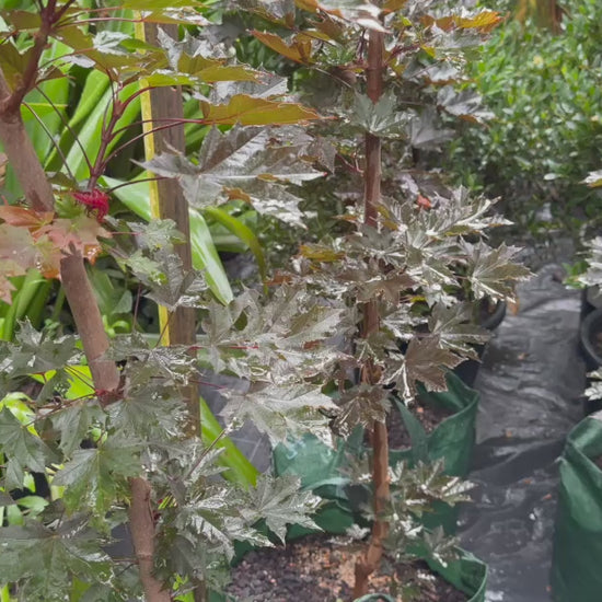 Video showcasing a variety of plants in stock, including the Acer Platanoides 'Crimson Sentry' Maple with its striking burgundy leaves.