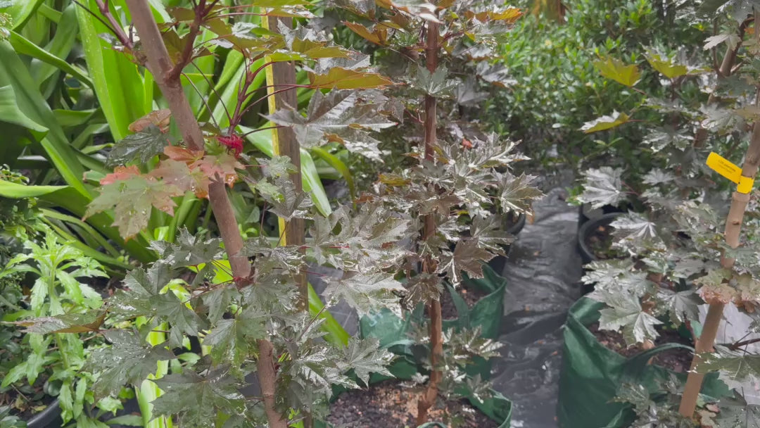 Video showcasing a variety of plants in stock, including the Acer Platanoides 'Crimson Sentry' Maple with its striking burgundy leaves.