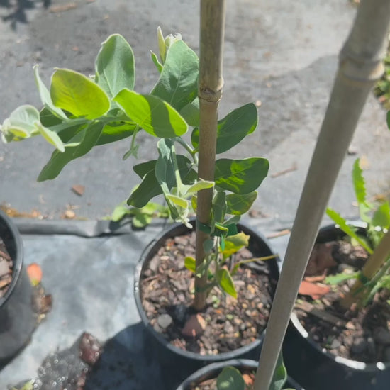 Video showing Acacia Podalyriifolia plants available for sale at the nursery.