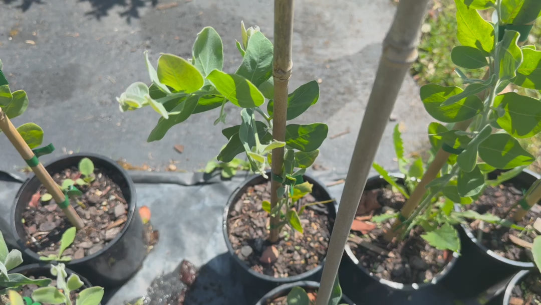 Video showing Acacia Podalyriifolia plants available for sale at the nursery.