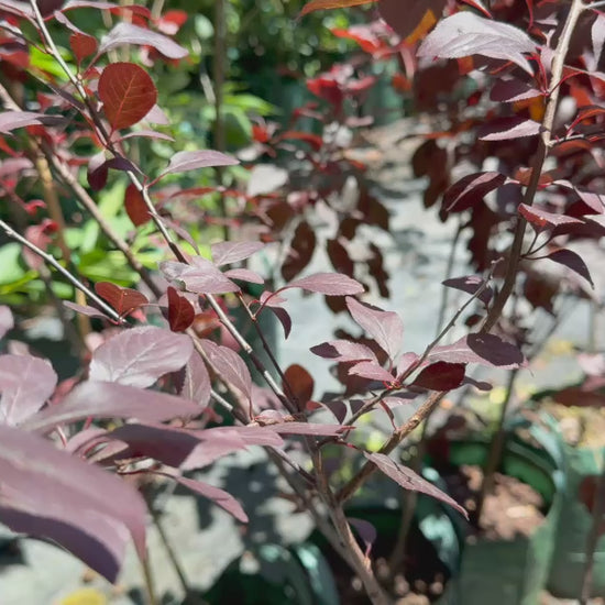 Video showing stock of Prunus Nigra (Black Plum) plants, emphasising their vibrant leaves and neat growth habit.