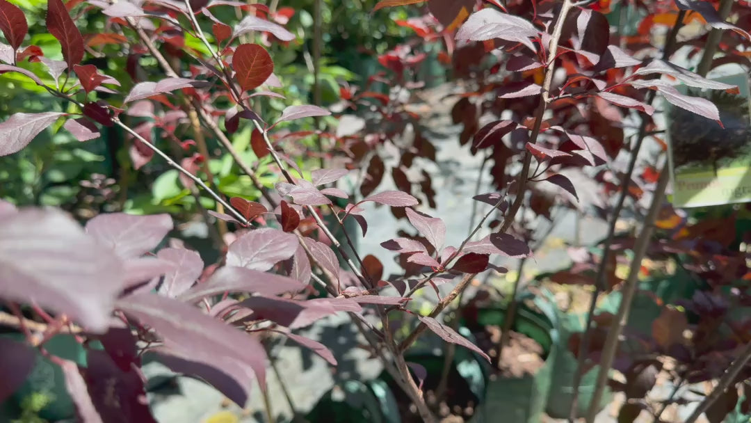 Video showing stock of Prunus Nigra (Black Plum) plants, emphasising their vibrant leaves and neat growth habit.