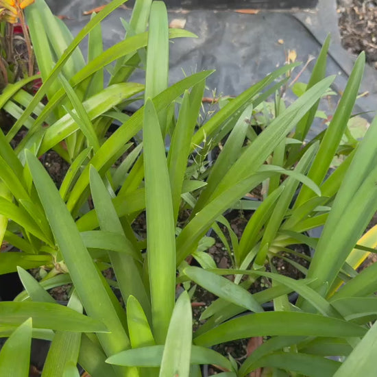 Video showcasing Agapanthus Praecox Subsp. Orientalis ‘Albus’ plants for sale, featuring their lush green foliage and nursery pots.