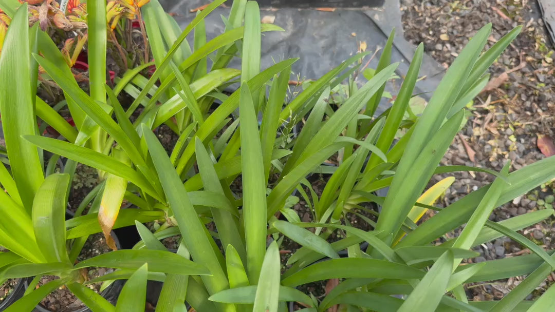 Video showcasing Agapanthus Praecox Subsp. Orientalis ‘Albus’ plants for sale, featuring their lush green foliage and nursery pots.