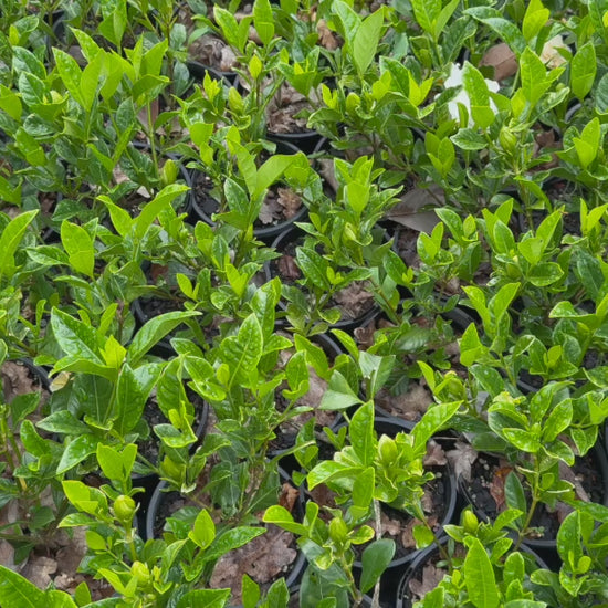 Video showcasing Gardenia Florida plants, highlighting their glossy foliage and white blooms.