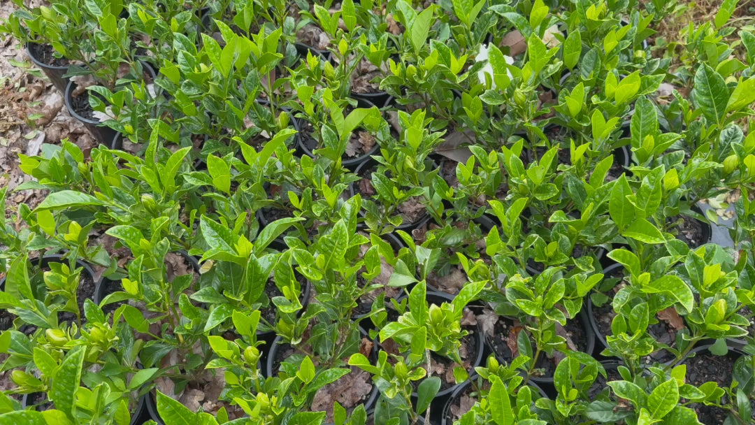 Video showcasing Gardenia Florida plants, highlighting their glossy foliage and white blooms.