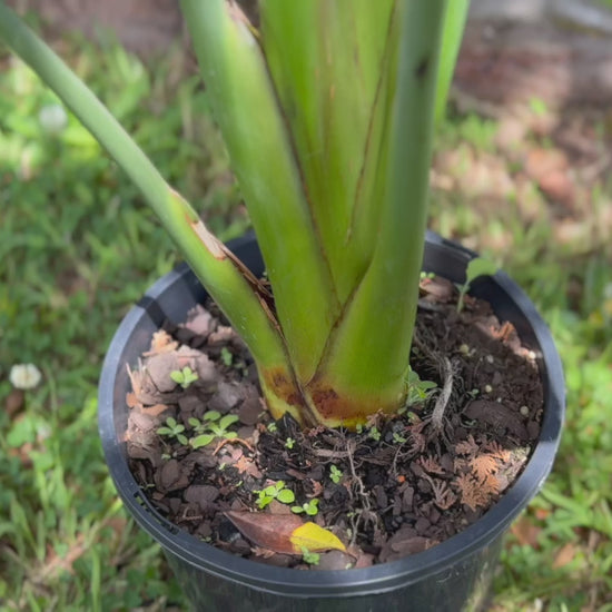 Video highlighting the quality of Strelitzia Nicolai (Giant Bird of Paradise) plants available at Nursery Warehouse.