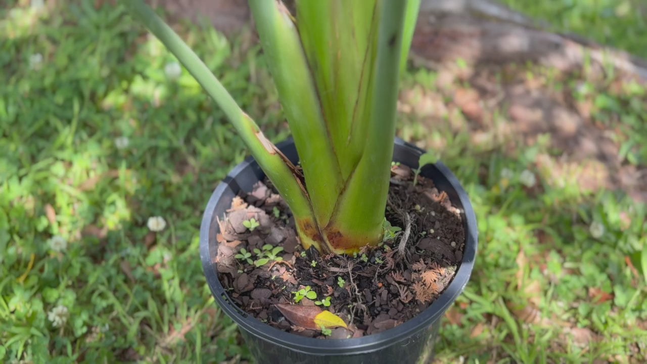 Video highlighting the quality of Strelitzia Nicolai (Giant Bird of Paradise) plants available at Nursery Warehouse.