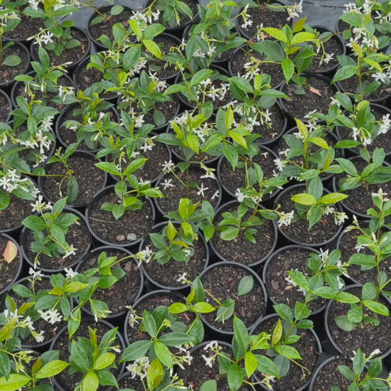 "Video showcasing Trachelospermum Jasminoides (Star Jasmine) stock, highlighting healthy, well-established plants."