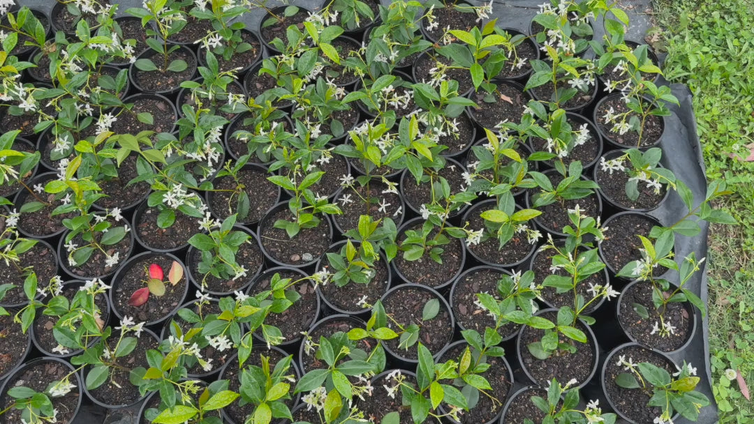 "Video showcasing Trachelospermum Jasminoides (Star Jasmine) stock, highlighting healthy, well-established plants."