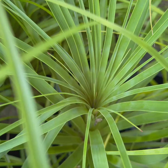 Video showcasing Beaucarnea Recurvata (Ponytail Palm) plants available for sale, capturing their dramatic foliage and sculptural trunks in a well-organised nursery display.