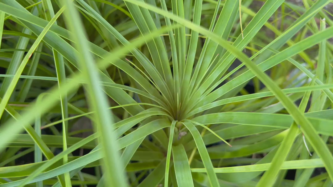 Video showcasing Beaucarnea Recurvata (Ponytail Palm) plants available for sale, capturing their dramatic foliage and sculptural trunks in a well-organised nursery display.