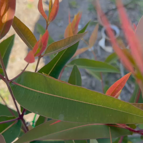 Video of Angophora Costata (Sydney Red Gum) plants for sale, displaying their vibrant foliage and nursery condition.