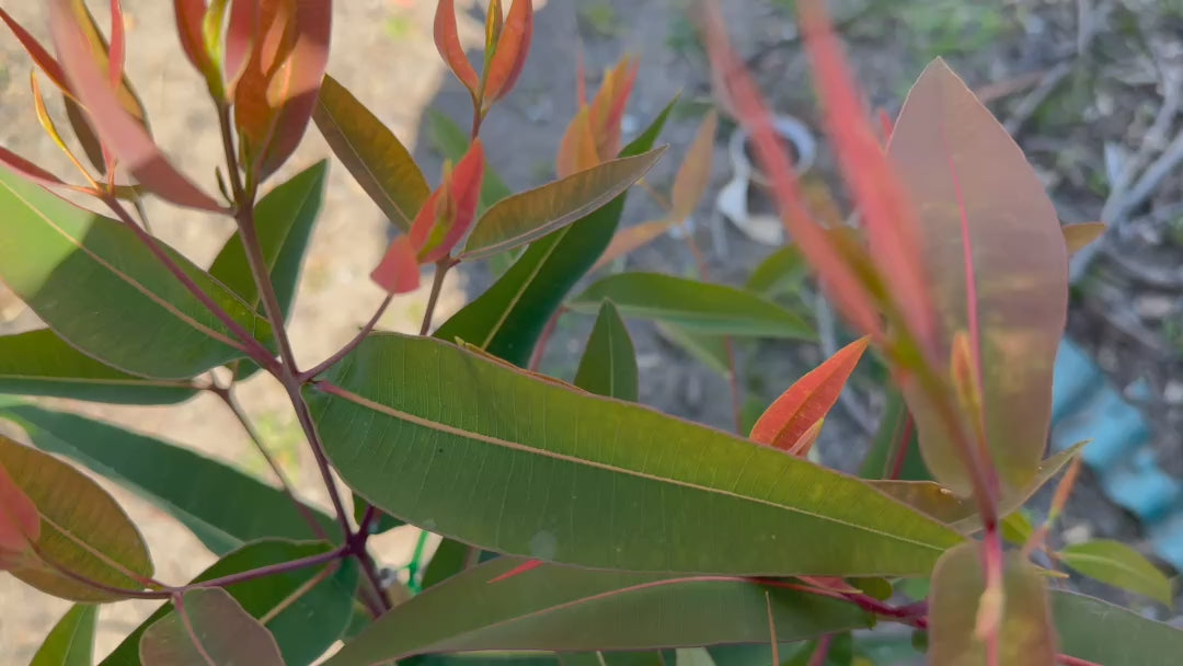 Video of Angophora Costata (Sydney Red Gum) plants for sale, displaying their vibrant foliage and nursery condition.