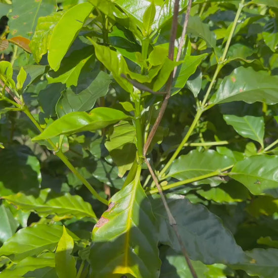 Video showcasing Coffea Arabica (Arabian Coffee) plants for sale, highlighting their healthy foliage and attractive form.