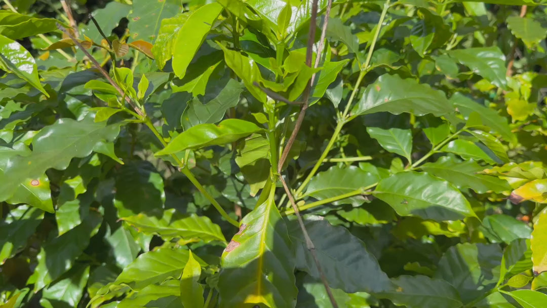 Video showcasing Coffea Arabica (Arabian Coffee) plants for sale, highlighting their healthy foliage and attractive form.