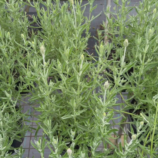 "Video displaying Lavandula Dentata (French Lavender) plants for sale with blooming purple flowers."