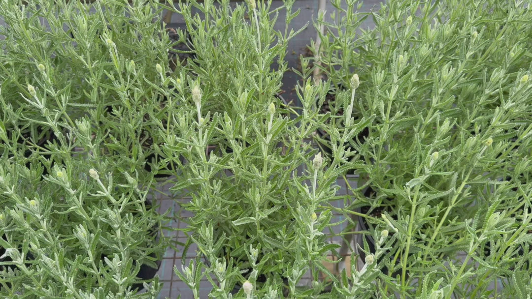 "Video displaying Lavandula Dentata (French Lavender) plants for sale with blooming purple flowers."