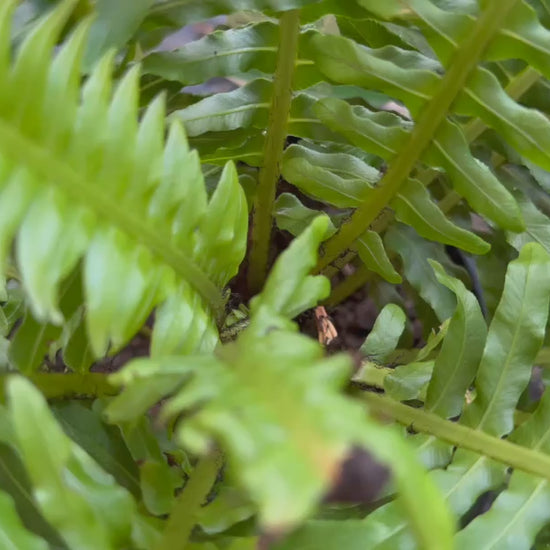 Video showcasing Blechnum Gibbum (Silver Lady Fern) plants for sale, highlighting their elegant fronds and symmetrical growth habit.