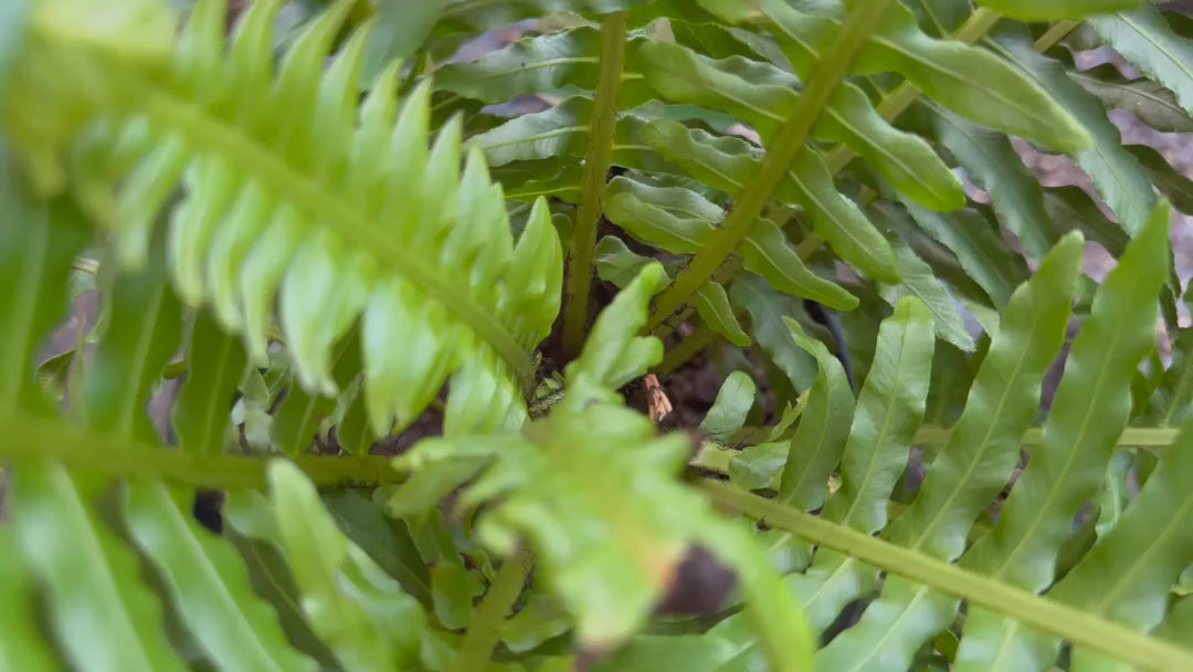 Video showcasing Blechnum Gibbum (Silver Lady Fern) plants for sale, highlighting their elegant fronds and symmetrical growth habit.