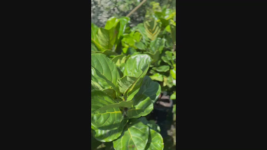 Video showing Ficus Lyrata (Fiddle Leaf) plants for sale, featuring their vibrant, glossy green leaves.