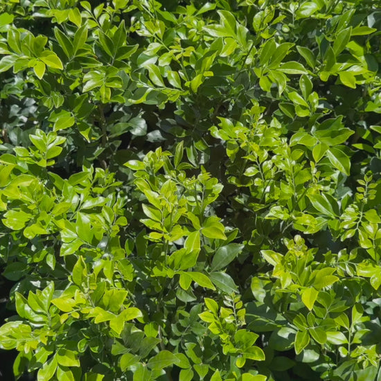 "Video showcasing stock of Murraya Paniculata (Orange Jasmine) plants with vibrant green foliage."